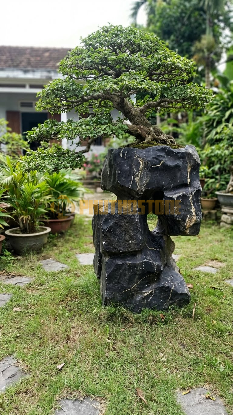 Đôn Kê Cây Cảnh Đá Đen Chỉ Nâu Tùng Tuyết (Sơn Tùng) – Dài 40cm, Rộng 40cm, Cao 55cm