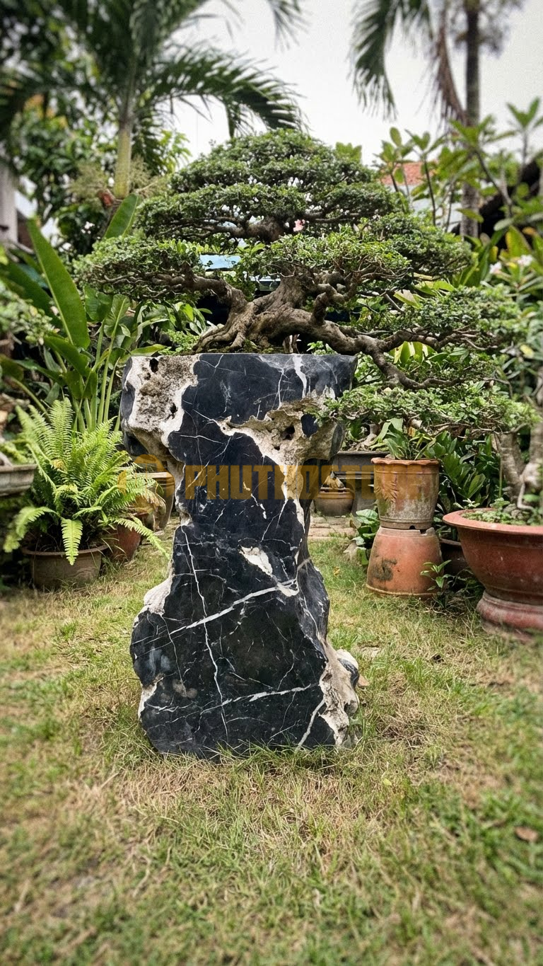Đôn Kê Cây Cảnh Đá Đen Tia Chớp Si Bông Tay Tán Rộng – Dài 70cm, Rộng 50cm, Cao 40cm