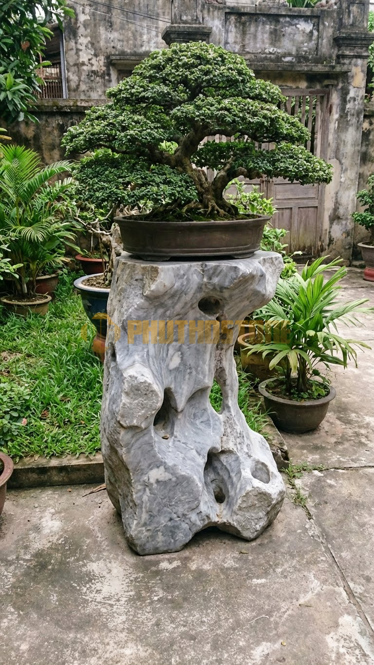 Đôn Kê Cây Cảnh Đá Xám Vân Mây Si Búp Đỏ Ôm Đá – Dài 50cm, Rộng 40cm, Cao 60cm