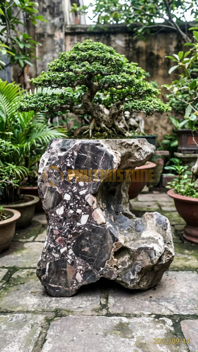 Đôn Kê Chậu Cây Đá Da Báo Bonsai Sanh Mini Để Bàn – Dài 25cm, Rộng 15cm, Cao 10cm