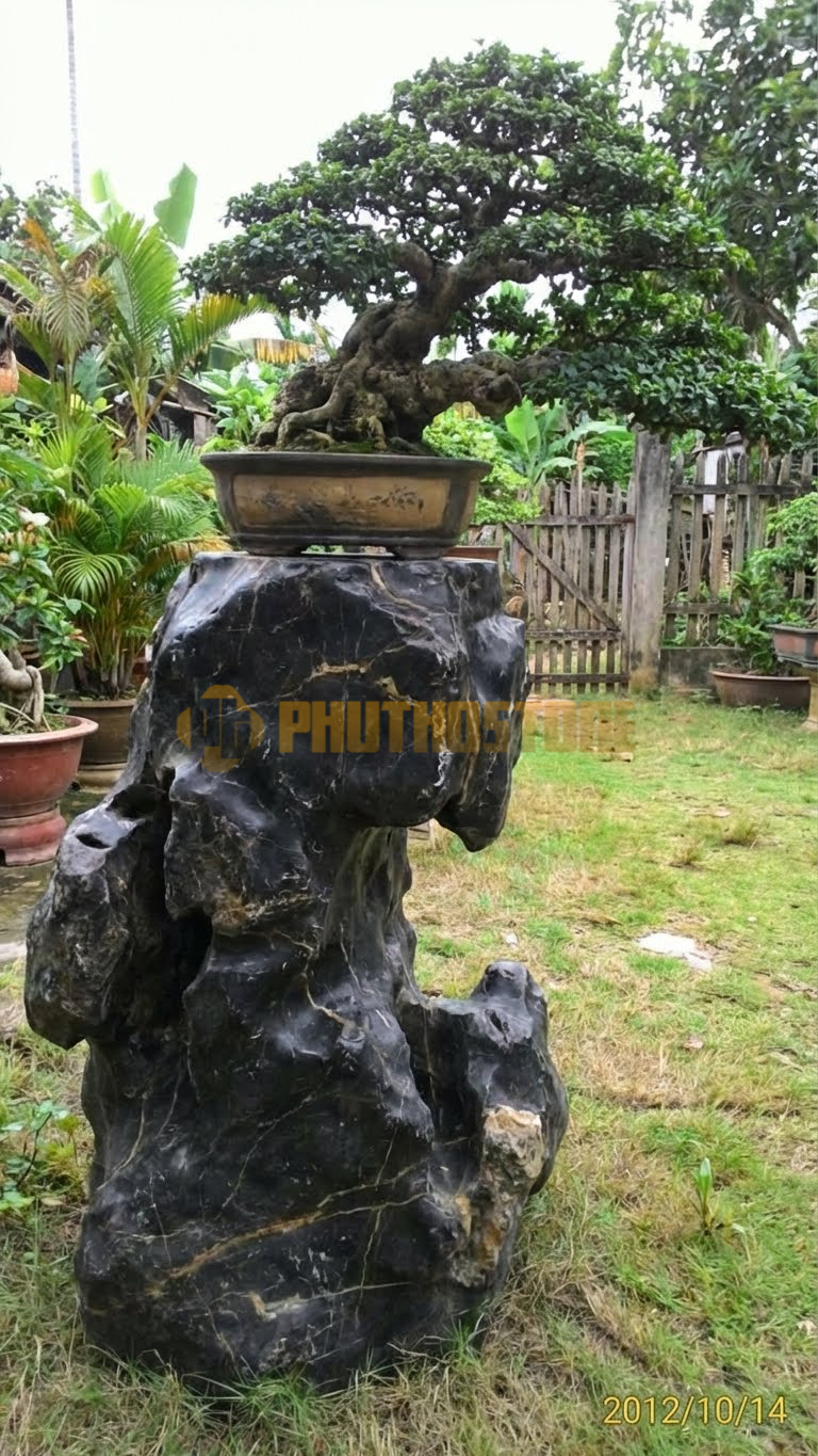 Đôn Kê Chậu Cây Đá Đen Chỉ Nâu Bonsai Tùng Xà Dáng Tháp – Dài 45cm, Rộng 45cm, Cao 60cm