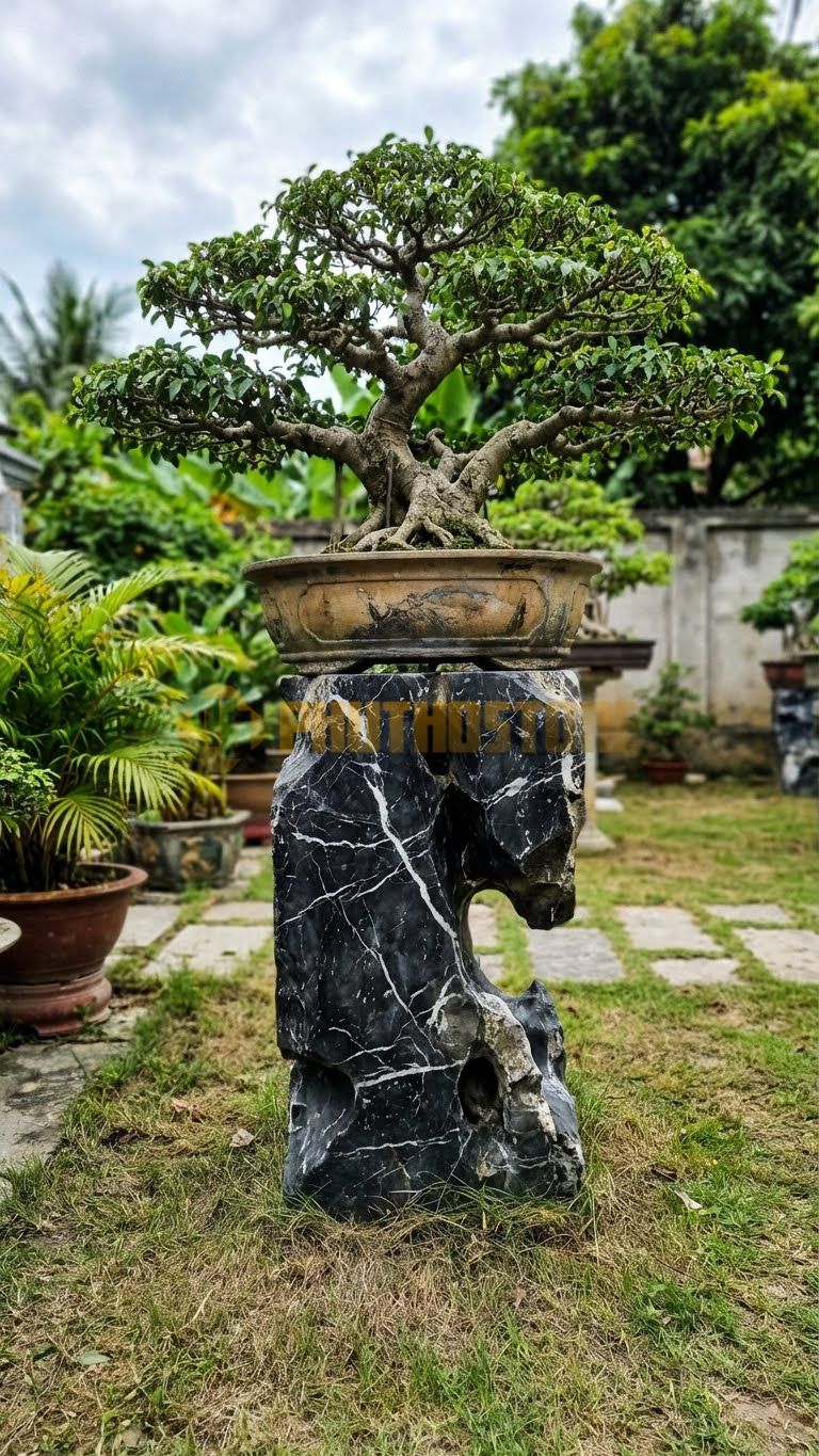 Đôn Kê Chậu Cây Đá Đen Tia Chớp Bonsai Si Đài Loan Mini – Dài 20cm, Rộng 20cm, Cao 15cm