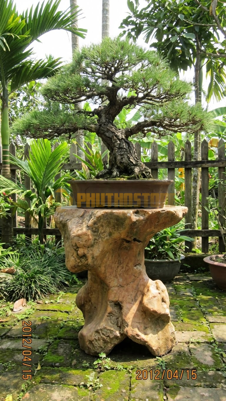 Đôn Kê Chậu Cây Đá Hồng Bonsai Thông 3 Lá Vỏ Nứt – Dài 50cm, Rộng 50cm, Cao 60cm