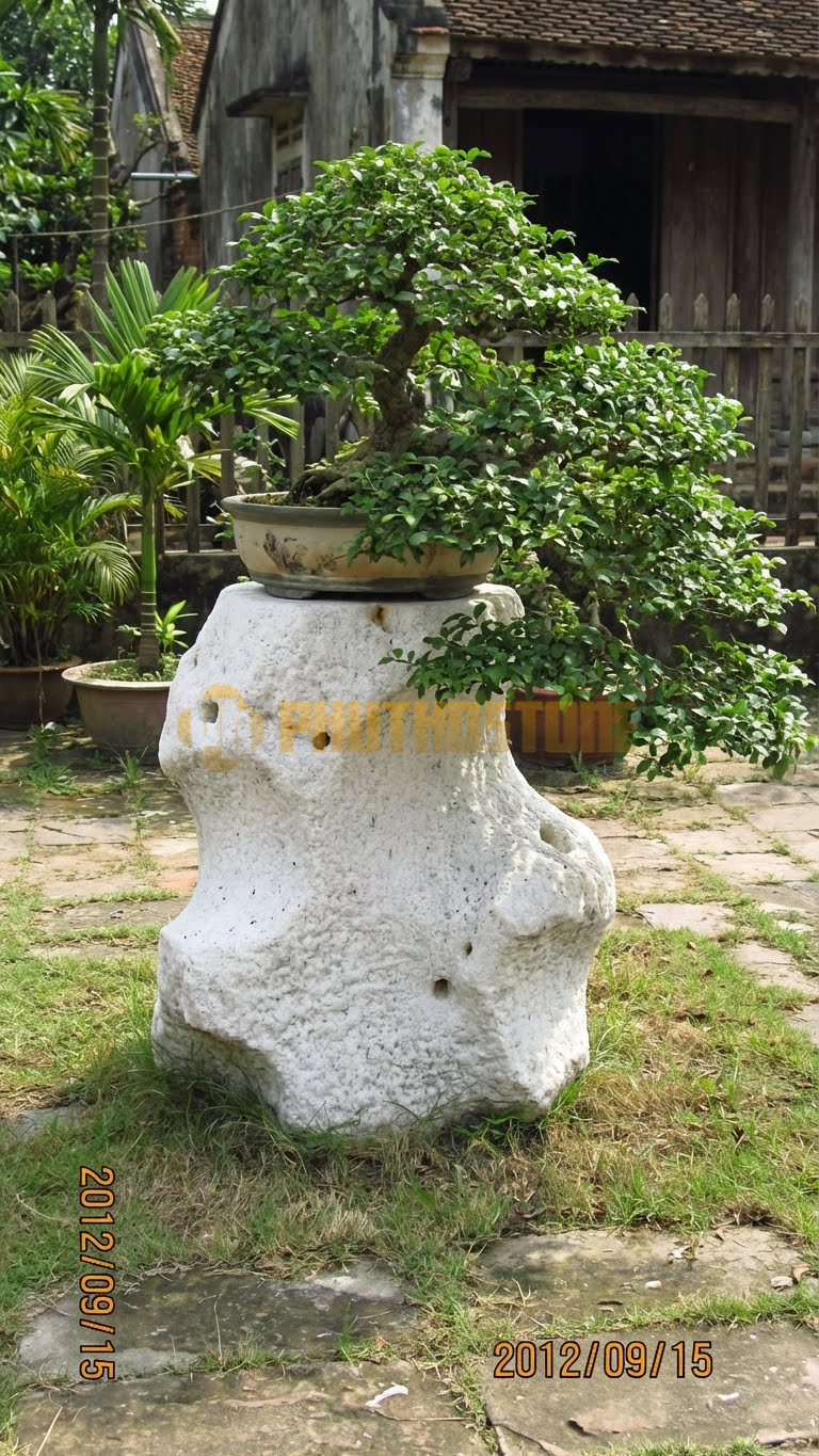Đôn Kê Chậu Cây Đá Trắng Muối Bonsai Tùng Bồng Lai Để Bàn – Dài 25cm, Rộng 25cm, Cao 25cm