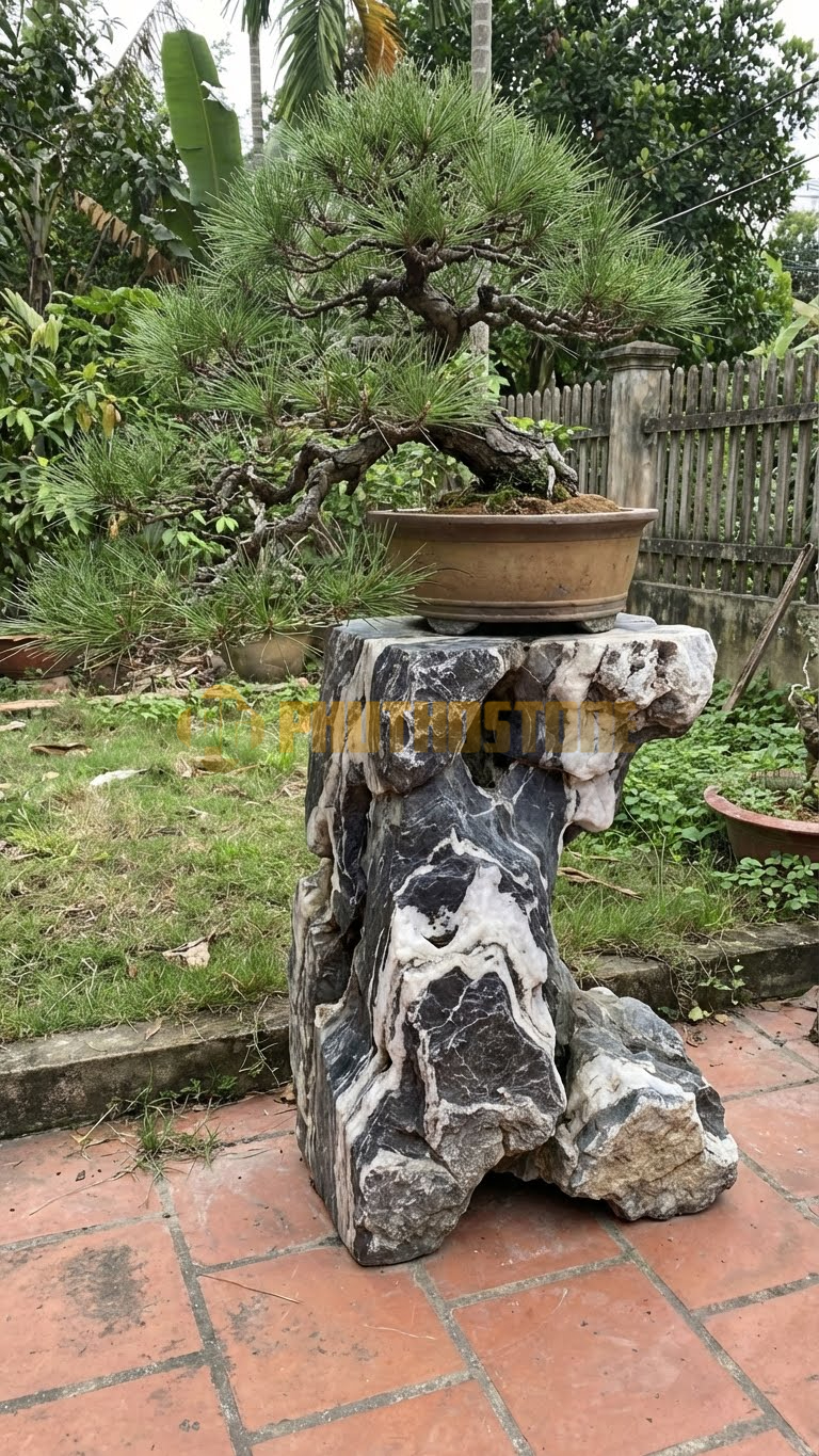 Đôn Kê Chậu Cây Đá Tuyết Sơn Bonsai Thông Hai Lá Làm Lũa – Dài 50cm, Rộng 50cm, Cao 65cm