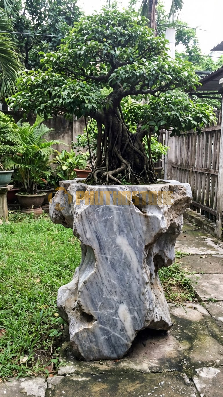 Đôn Kê Chậu Cây Đá Xám Vân Mây Bonsai Si Rủ Rễ Độc Đáo – Dài 40cm, Rộng 40cm, Cao 80cm